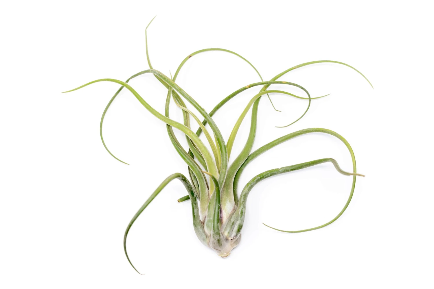 XL Tillandsia Caput Medusae Air Plants / 8-12 Inch Plants 1 XL Tillandsia Caput Medusae Air Plants / 8-12 Inch Plants