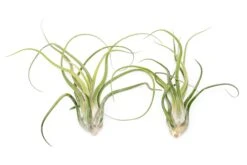 XL Tillandsia Caput Medusae Air Plants / 8-12 Inch Plants 5 XL Tillandsia Caput Medusae Air Plants / 8-12 Inch Plants -Air Plant World XLCaputSupply2 bf7e0ec5 bb8e 41ed aeb6 188e68417f60