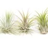 SALE - XL Tillandsia Ionantha Guatemala Air Plants - Set Of 10 Or 20 - 40% Off