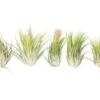 SALE - Large Tillandsia Ionantha Scaposa - Set Of 10 Or 20 Air Plants - 40% Off