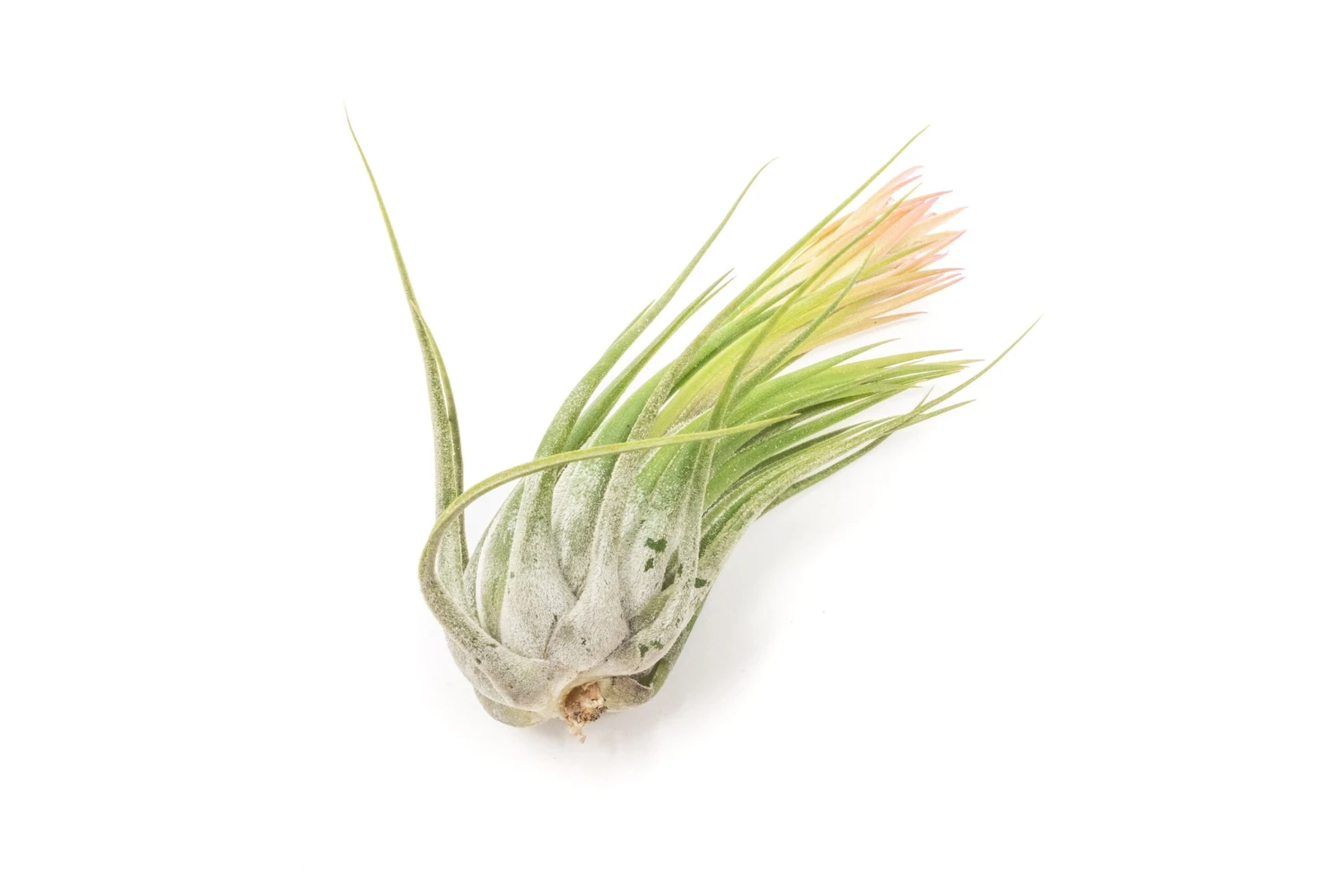 SALE - Large Tillandsia Ionantha Scaposa - Set Of 10 Or 20 Air Plants - 40% Off 4 SALE - Large Tillandsia Ionantha Scaposa - Set Of 10 Or 20 Air Plants - 40% Off - Image 4