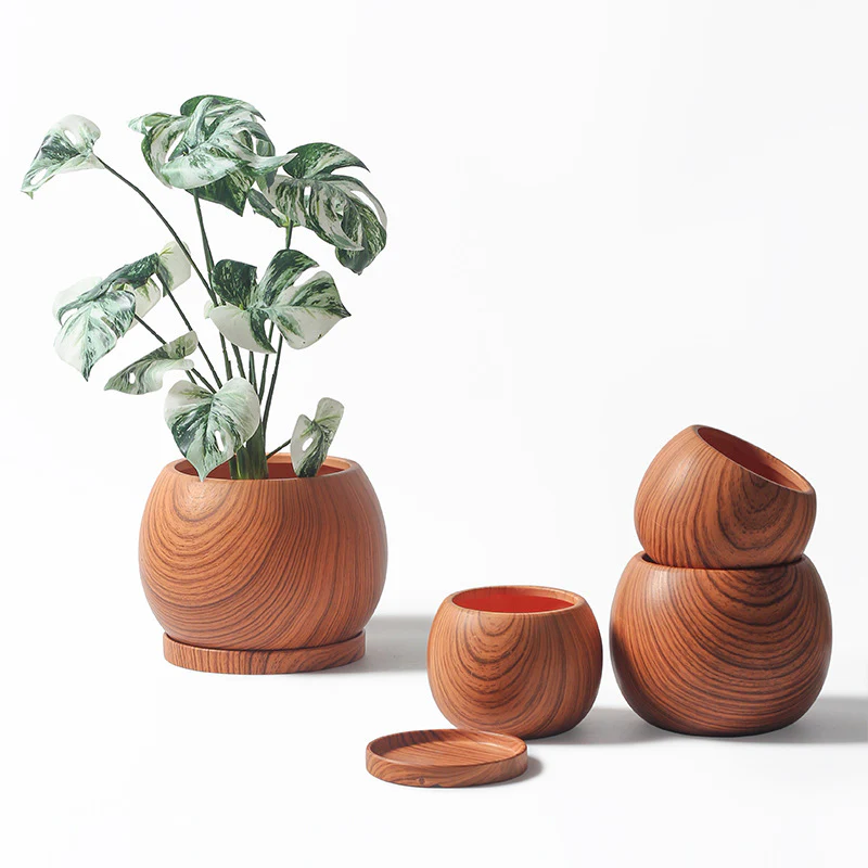 Air Plant World -Air Plant World de21e2c0 867c 44f9 9ce9 7fb3432cdf78