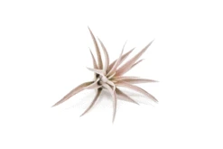 SALE - Tillandsia Harrisii Air Plants - Set Of 10, 15, Or 20 - 60% Off -Air Plant World ezgif.com gif maker 25 min 3 b99c946b 702b 4193 9706 364c15e92f14