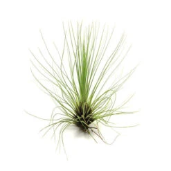 Tillandsia Filifolia Air Plants -Air Plant World filifolia 2