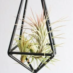 Hanging Metal Pendant With Custom Tillandsia Air Plants 11 Hanging Metal Pendant With Custom Tillandsia Air Plants -Air Plant World funkiana1