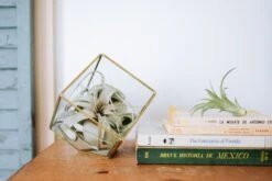 Heptahedron Geometric Glass Terrarium With Tillandsia Xerographica Air Plant -Air Plant World heptahedron lifestyle 1f540aad 2bd8 4ce2 95d5 4083ad233aed