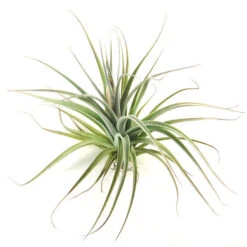 Tillandsia Stricta 'Velvet' Hybrid Air Plants -Air Plant World houston 1 a193ccc5 3eef 42e1 bdb8 27325eb92480