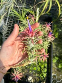 [IN BLUSH NOW!] Tillandsia Ionantha Vanhyningii Air Plant -Air Plant World ionanthavanhyningii 1