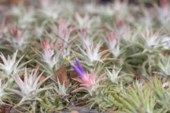 [IN BLUSH NOW!] Tillandsia Ionantha Vanhyningii Air Plant -Air Plant World ionanthavanhyningii 5