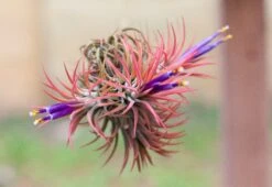 Tillandsia Ionantha Rubra Hanging Clusters With Hook For Hanging -Air Plant World ionstudio3 2