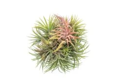 Tillandsia Ionantha Rubra Hanging Clusters With Hook For Hanging -Air Plant World ionsupply1