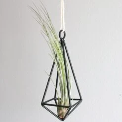 Hanging Metal Pendant With Custom Tillandsia Air Plants 12 Hanging Metal Pendant With Custom Tillandsia Air Plants -Air Plant World juncea2