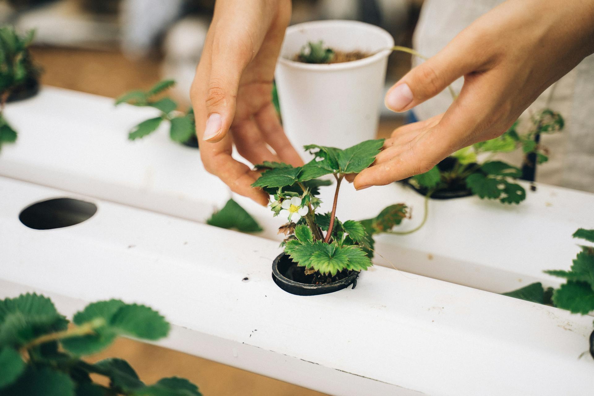 Air Plant World -Air Plant World pexels anntarazevich 7299974