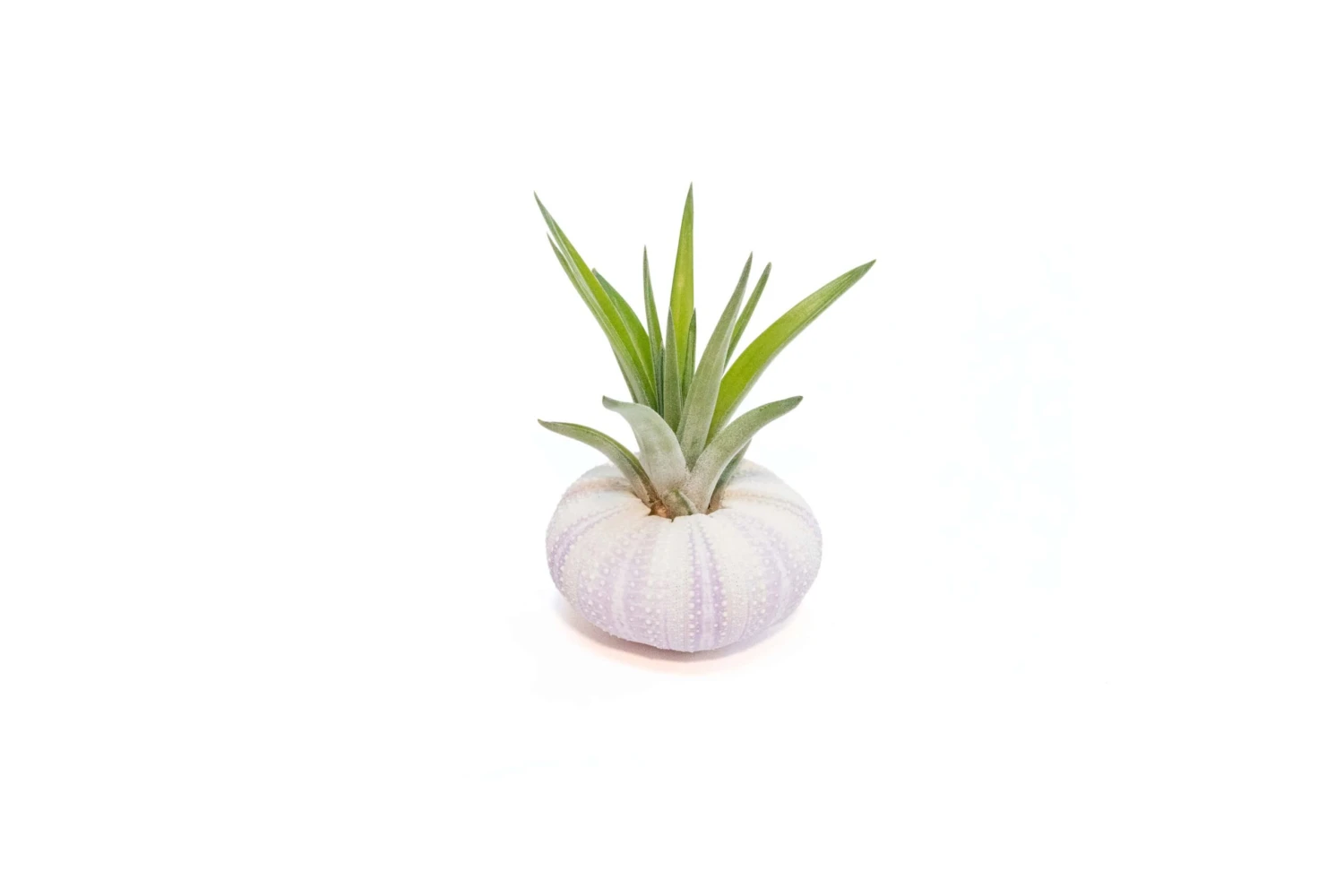 Purple Urchin With Tillandsia Air Plant 1 Purple Urchin With Tillandsia Air Plant