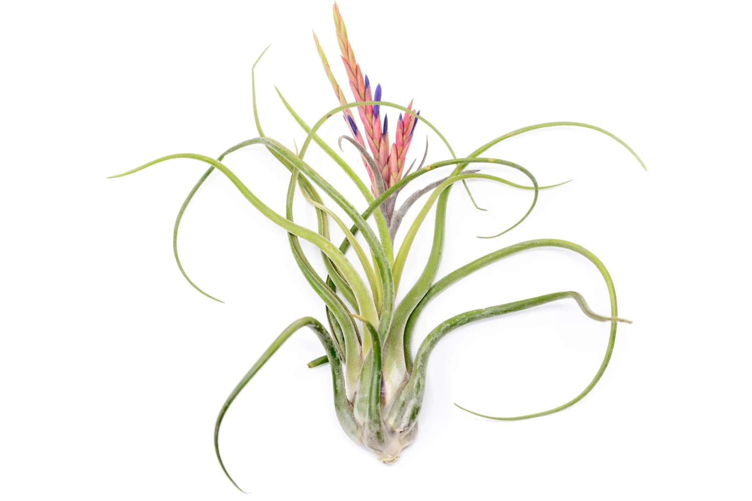XL Tillandsia Caput Medusae Air Plants / 8-12 Inch Plants 2 XL Tillandsia Caput Medusae Air Plants / 8-12 Inch Plants - Image 2