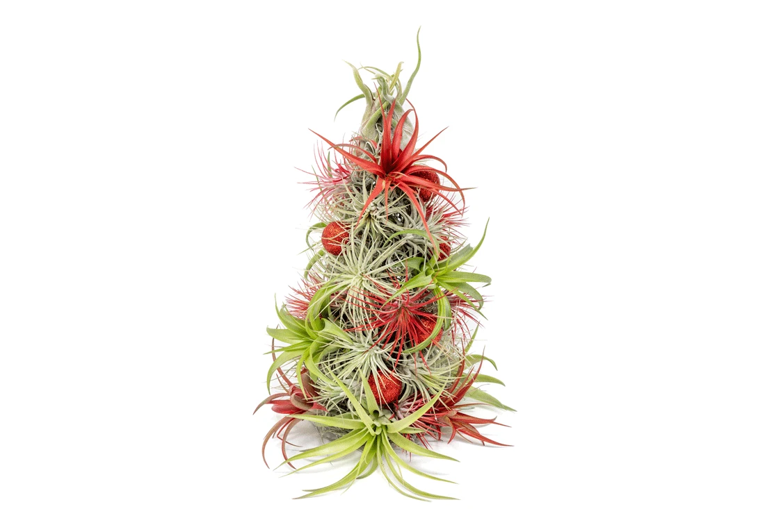 BULK DISCOUNT PRE-ORDER: 12 Inch Tall Handmade Air Plant Christmas Tree With 50 Living Tillandsias 1 BULK DISCOUNT PRE-ORDER: 12 Inch Tall Handmade Air Plant Christmas Tree With 50 Living Tillandsias