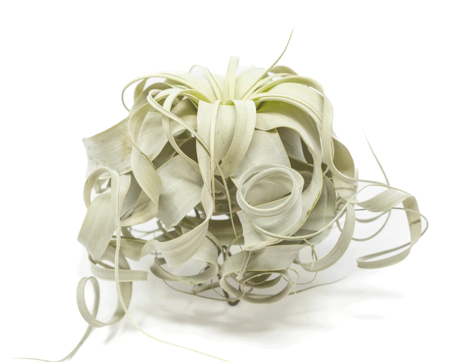 Special Curly Tillandsia Xerographica - Limited Quantities / 6-8 Inches Wide 1 Special Curly Tillandsia Xerographica - Limited Quantities / 6-8 Inches Wide